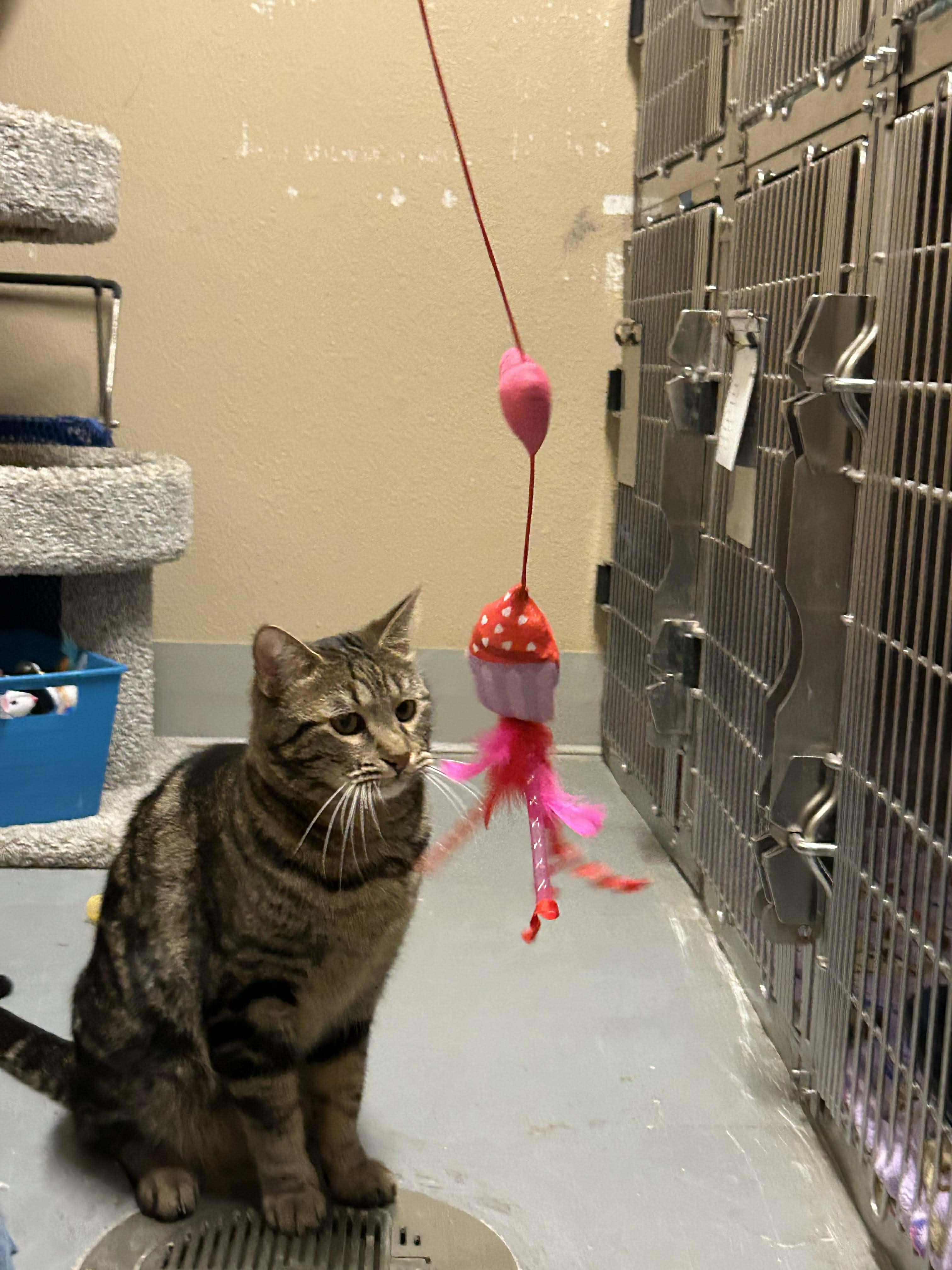 Billy, a ADOPTABLE Domestic Short Hair in Truth or Consequences , NM image 5/6