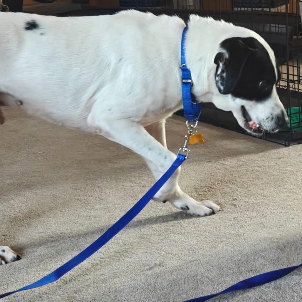 Poppy, Adoptable, Adult Female Pointer & Cattle Dog.