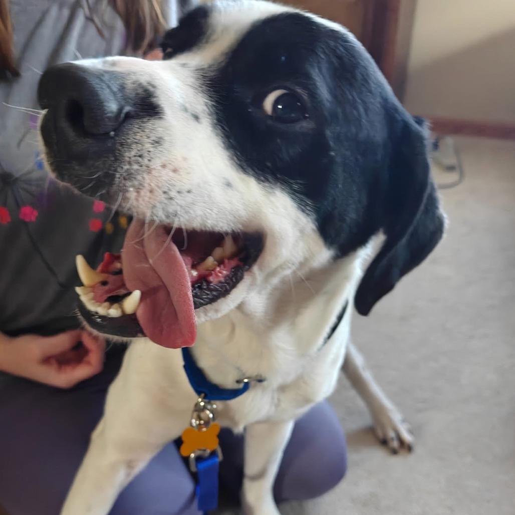 Enlarge Snoopy (formerly Poppy), a Adoptable mixed breed in Tomah, WI image 2/6