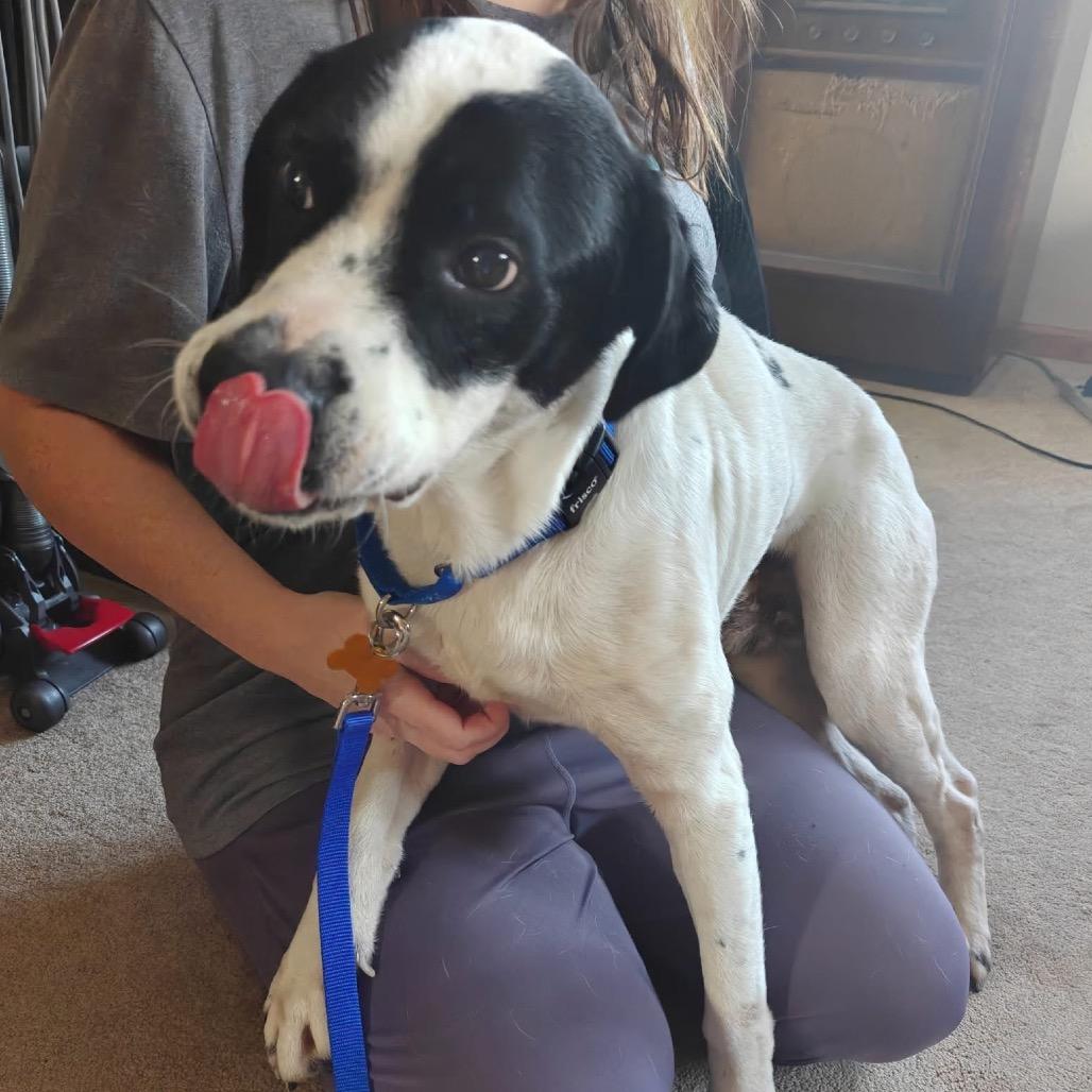 Enlarge Snoopy (formerly Poppy), a Adoptable mixed breed in Tomah, WI image 3/6