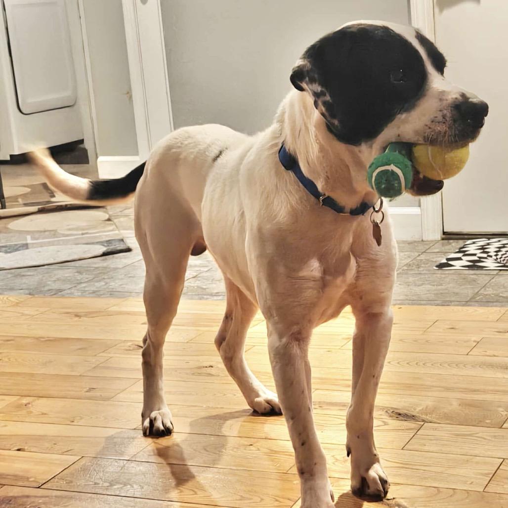 Enlarge Snoopy (formerly Poppy), a Adoptable mixed breed in Tomah, WI image 4/6