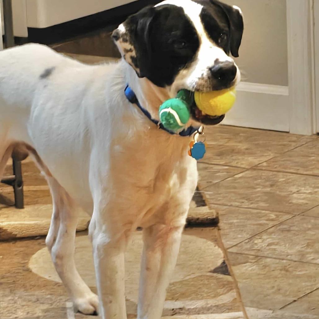 Enlarge Snoopy (formerly Poppy), a Adoptable mixed breed in Tomah, WI image 5/6