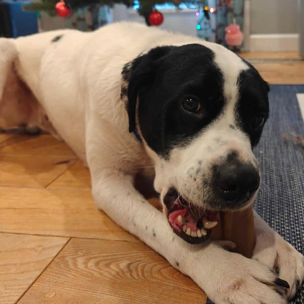 Enlarge Snoopy (formerly Poppy), a Adoptable mixed breed in Tomah, WI image 6/6