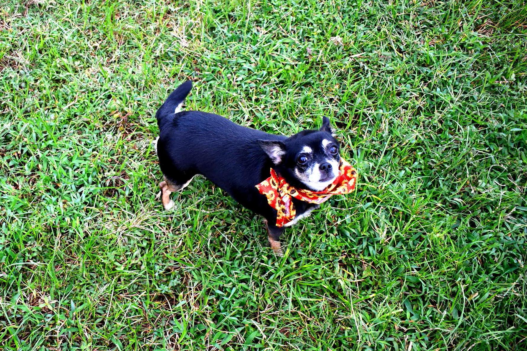 Lola, a Adopted Chihuahua in Muldrow, OK image 3/6