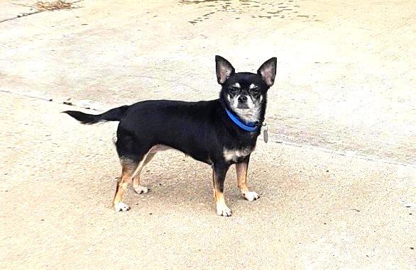 Lola, a Adopted Chihuahua in Muldrow, OK image 6/6