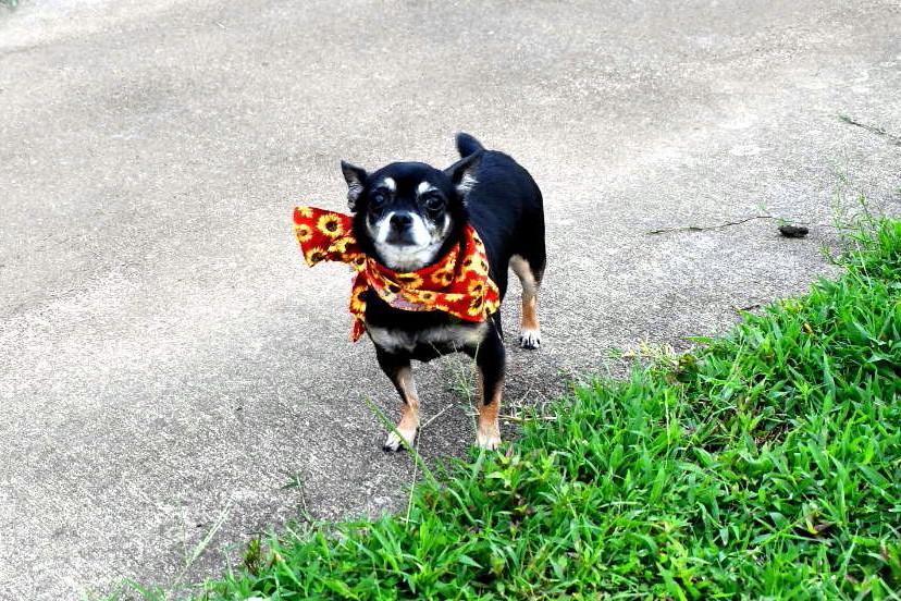 Lola, a Adopted Chihuahua in Muldrow, OK image 1/6