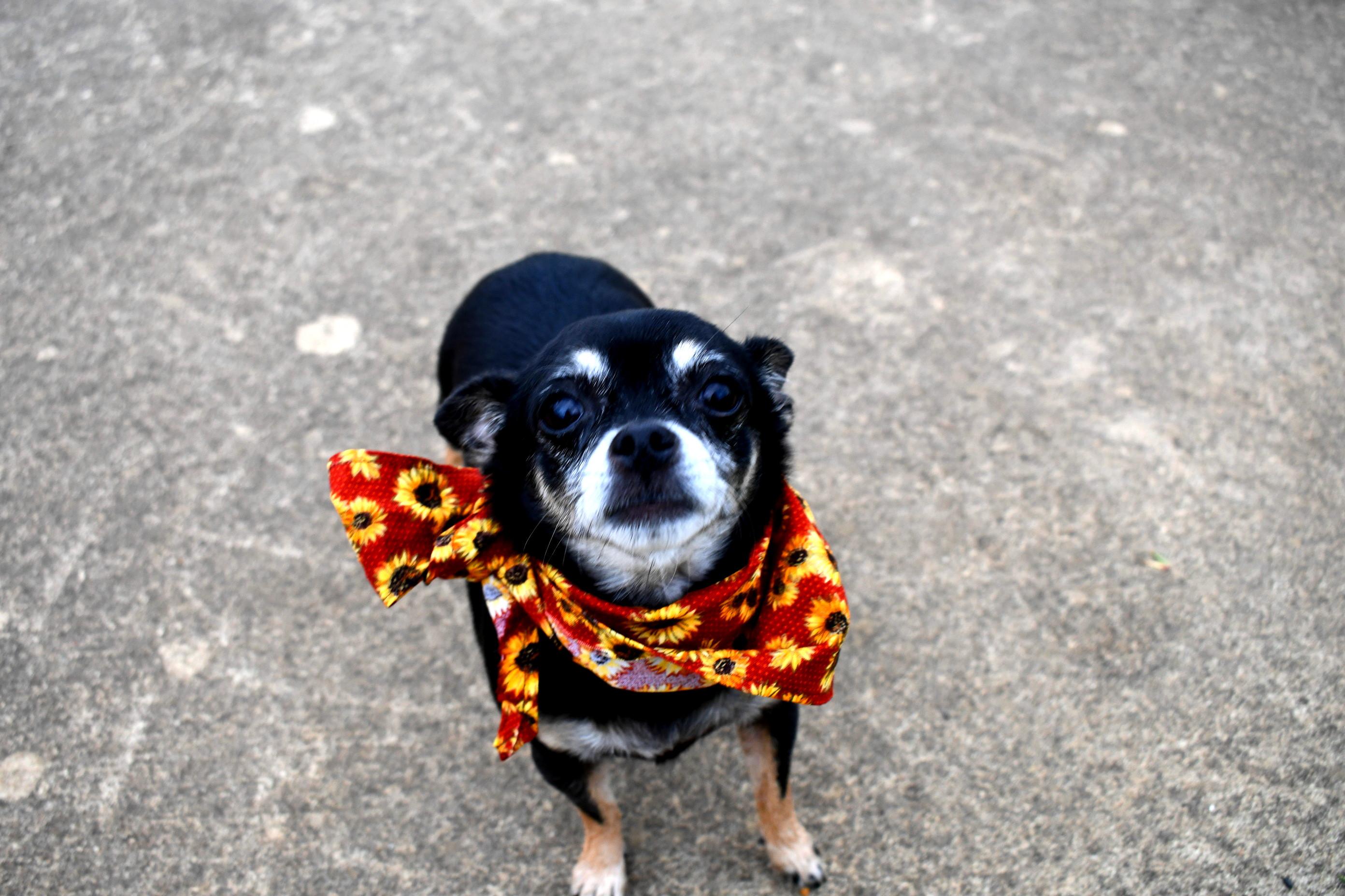 Lola, a Adopted Chihuahua in Muldrow, OK image 2/6