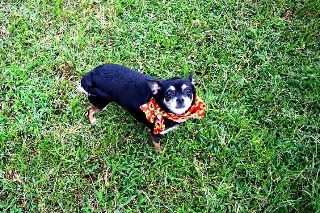 Lola, a Adopted Chihuahua in Muldrow, OK image 5/6