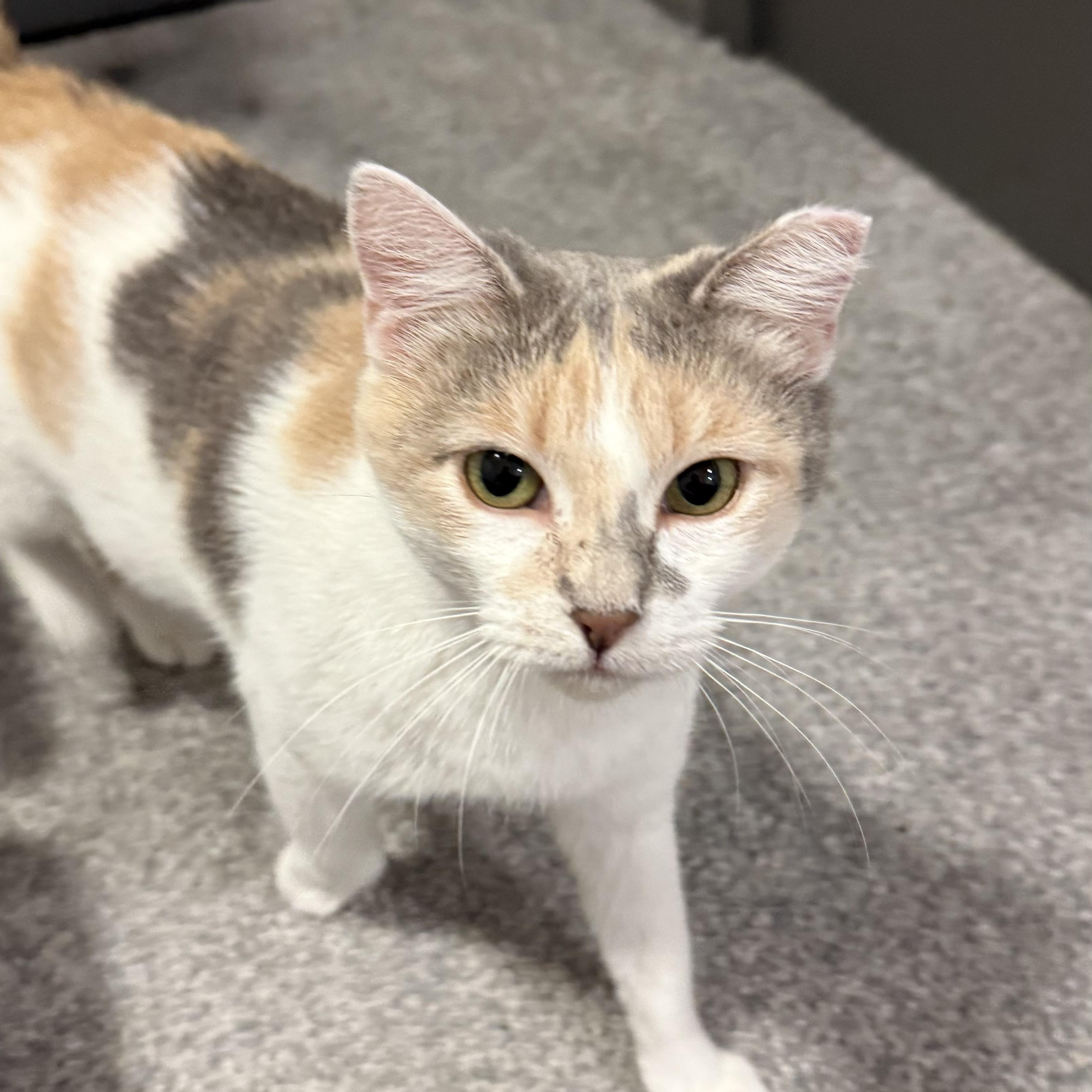 Venus, Adoptable, Adult Female Domestic Short Hair.