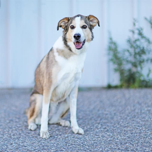 MIA, Adoptable, Adult Female Labrador Retriever & Siberian Husky.