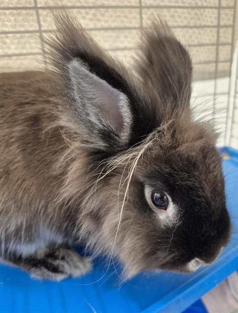 RUDOLPH, Adoptable, Adult Male Bunny Rabbit.