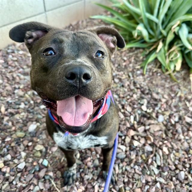 ALLIE, Adoptable, Young Female Pit Bull Terrier & Mixed Breed.