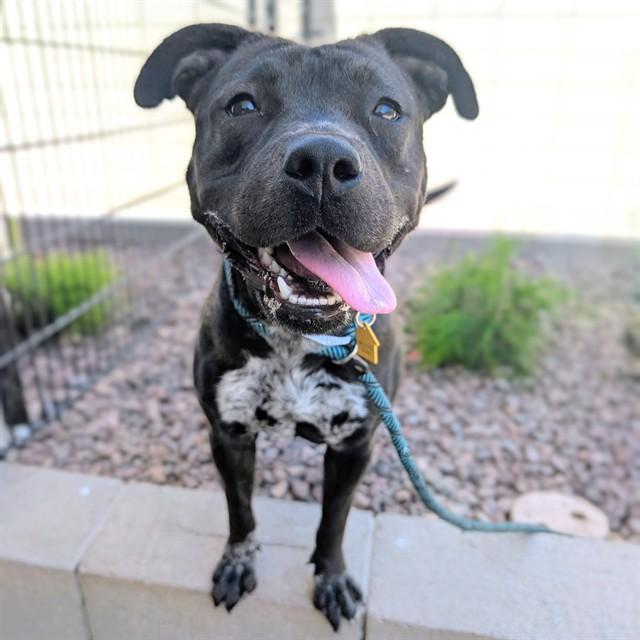 Enlarge ALLIE, a Adoptable mixed breed in Mesa, AZ image 1/1