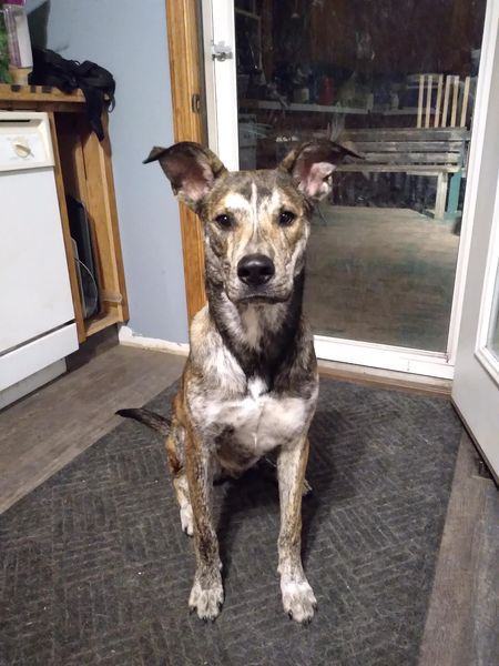 Enlarge Ronin, a Adoptable mixed breed in Sioux City, IA image 1/5