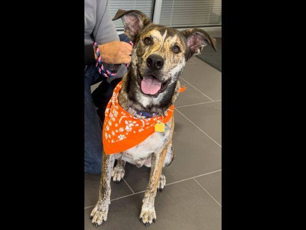 Enlarge Ronin, a Adoptable mixed breed in Sioux City, IA image 2/5