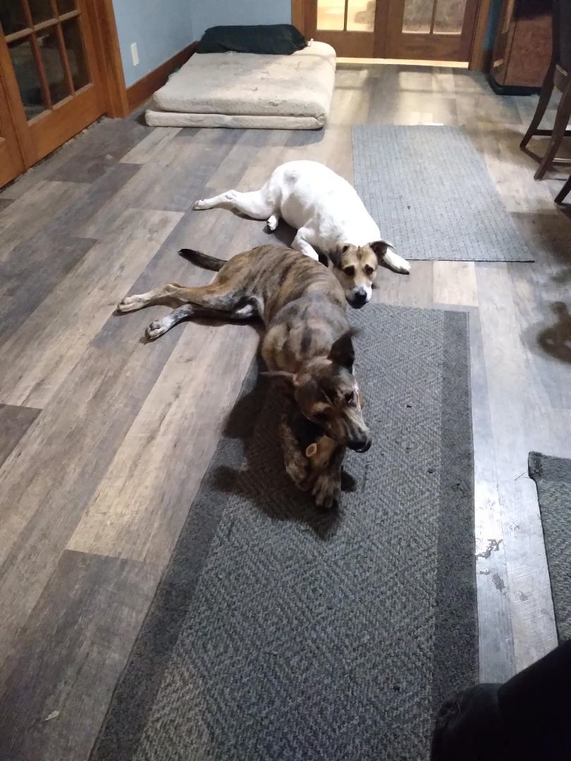 Enlarge Ronin, a Adoptable mixed breed in Sioux City, IA image 3/5