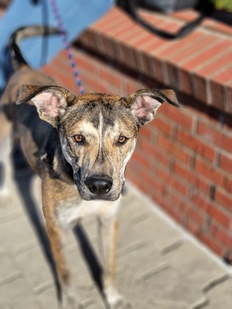 Enlarge Ronin, a Adoptable mixed breed in Sioux City, IA image 4/5