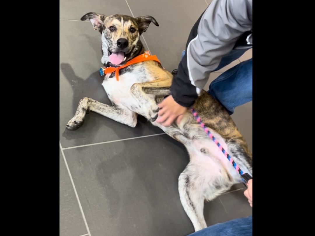 Enlarge Ronin, a Adoptable mixed breed in Sioux City, IA image 5/5