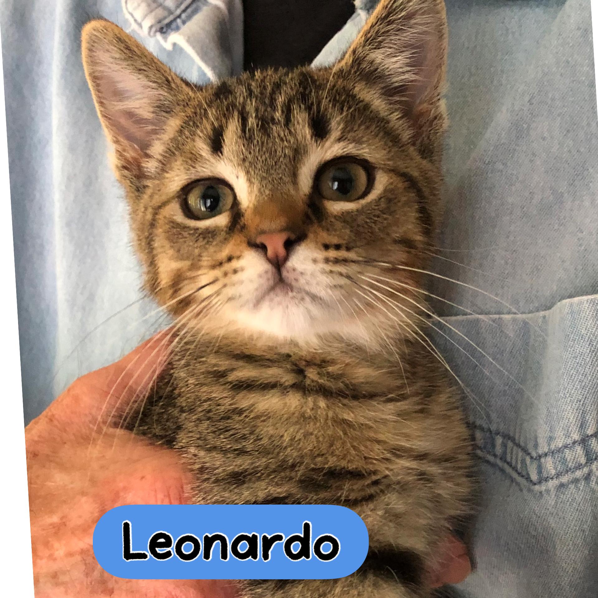 Leonardo, ADOPTABLE, Young Male Domestic Short Hair.