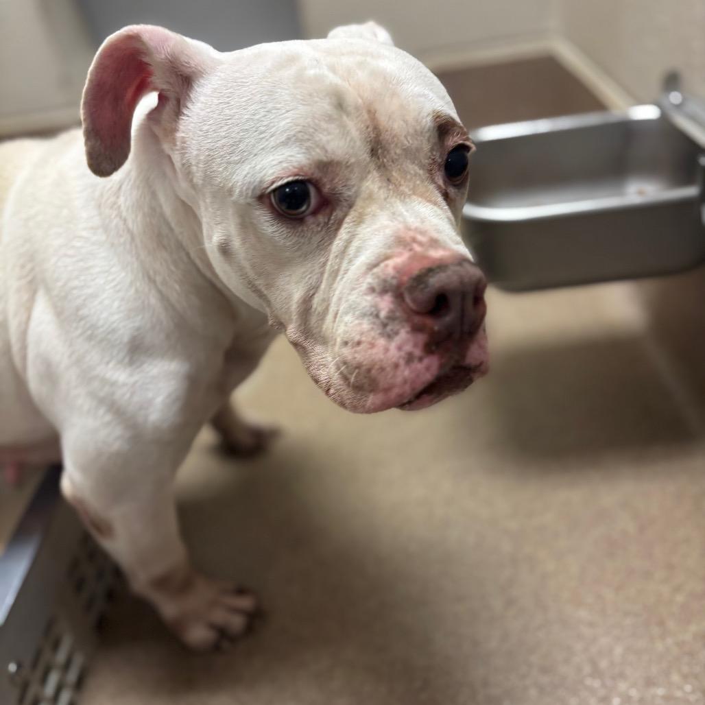 Carnita, Adoptable, Adult Female English Bulldog.