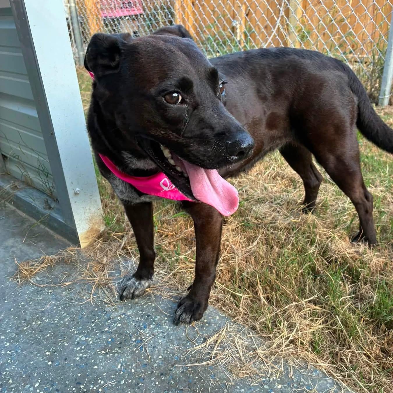 Enlarge Clairy, a Adoptable mixed breed in Rapid City , SD image 4/6