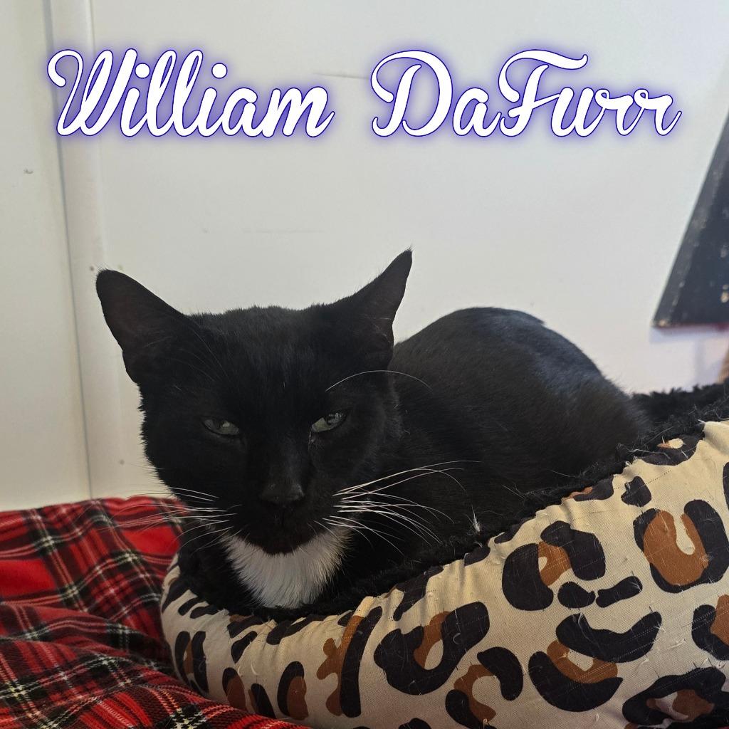 Enlarge William DaFurr, a Adoptable Domestic Short Hair in Hillsboro, OH image 1/2