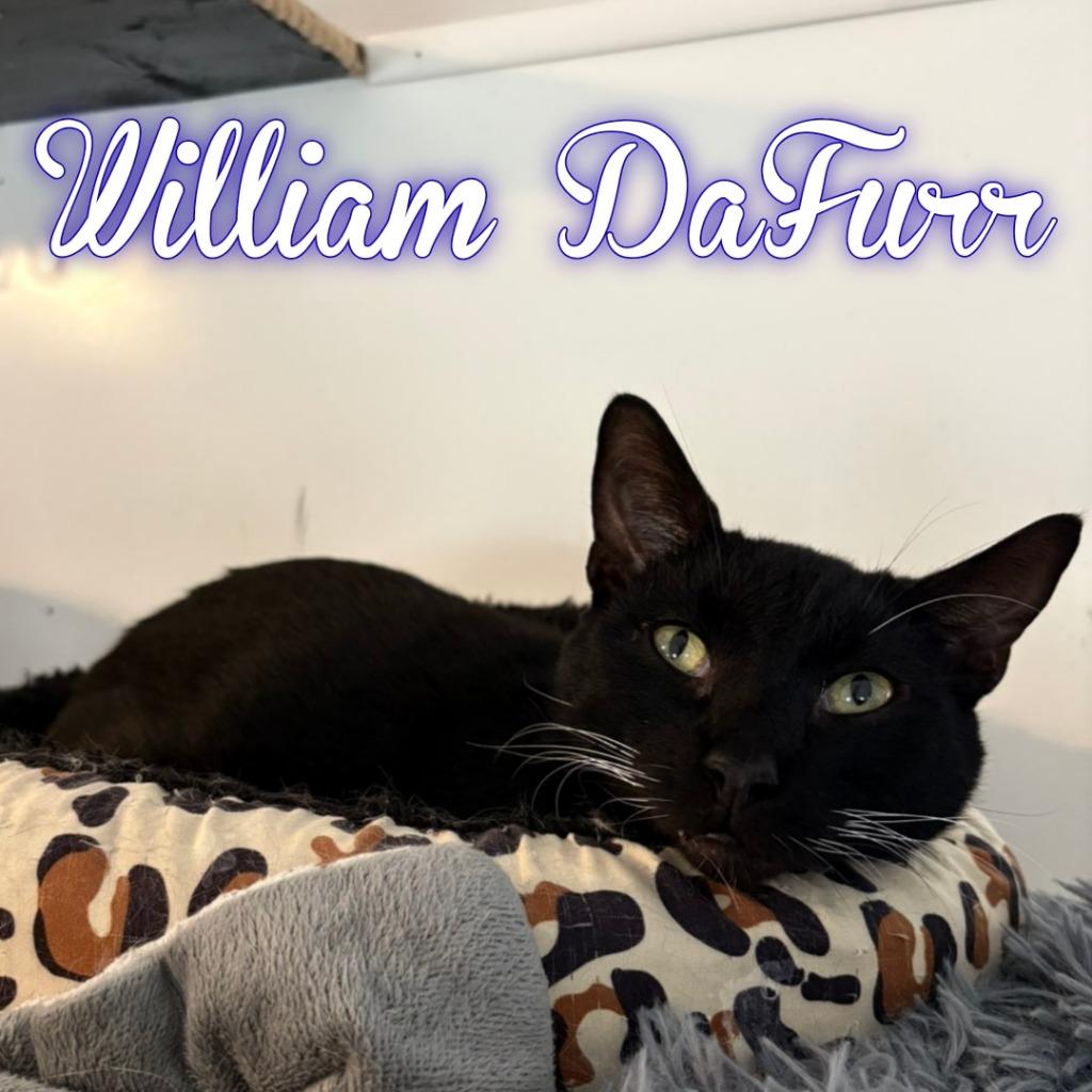 Enlarge William DaFurr, a Adoptable Domestic Short Hair in Hillsboro, OH image 2/2