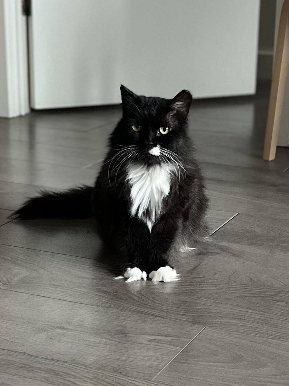 Enlarge Rodney, a ADOPTABLE Domestic Long Hair in Toronto, ON image 2/6
