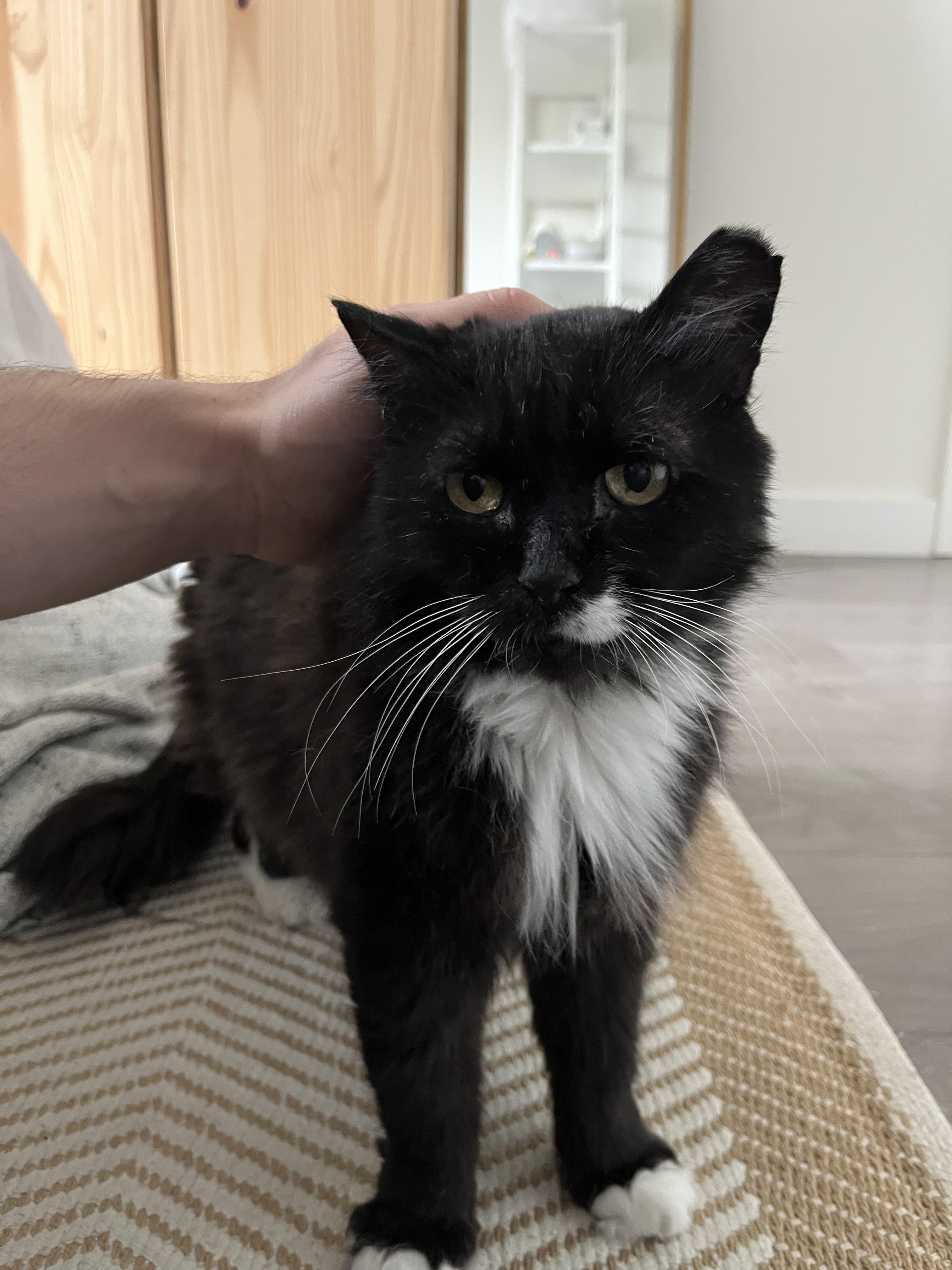 Enlarge Rodney, a ADOPTABLE Domestic Long Hair in Toronto, ON image 4/6