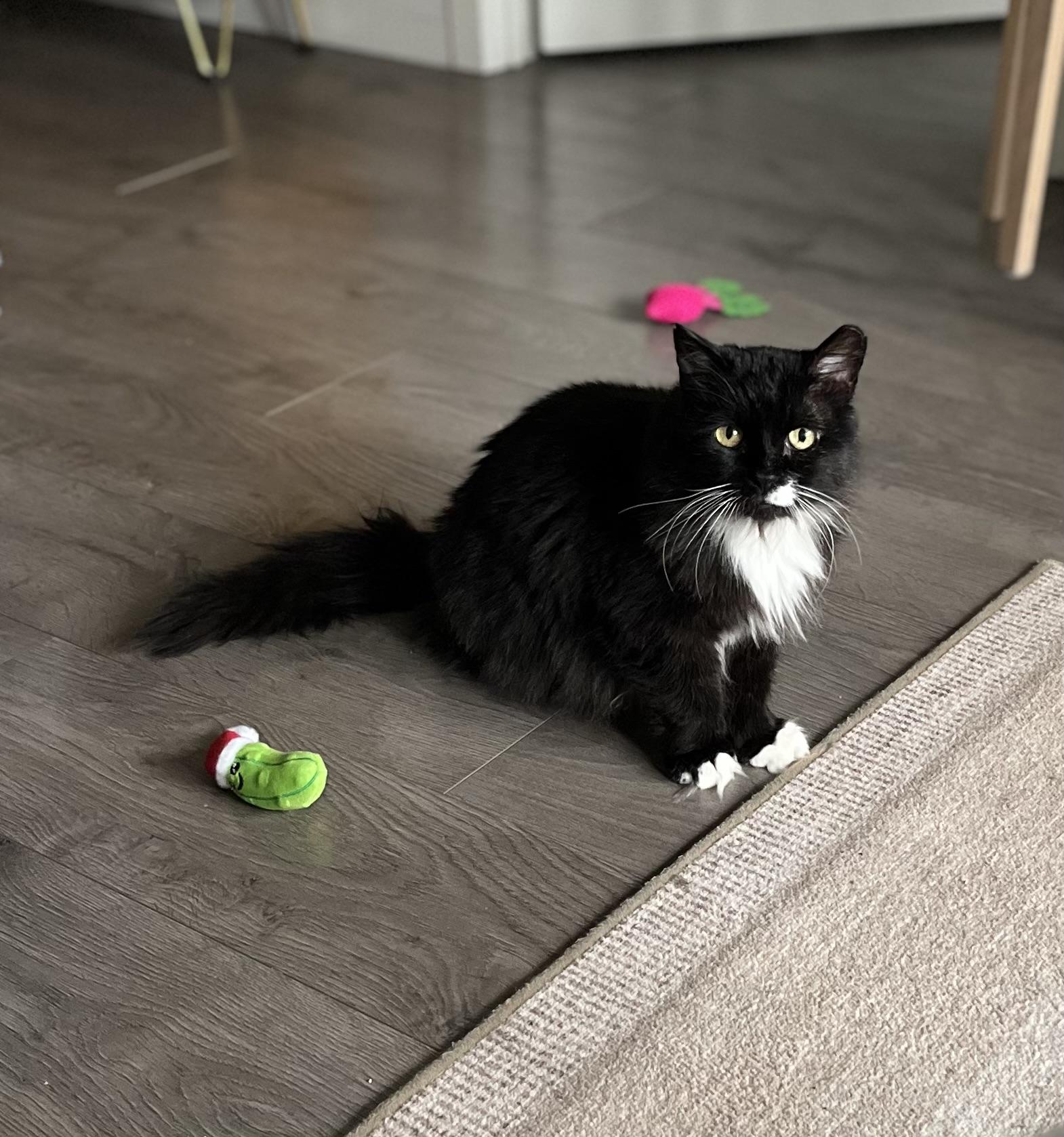 Enlarge Rodney, a ADOPTABLE Domestic Long Hair in Toronto, ON image 3/6
