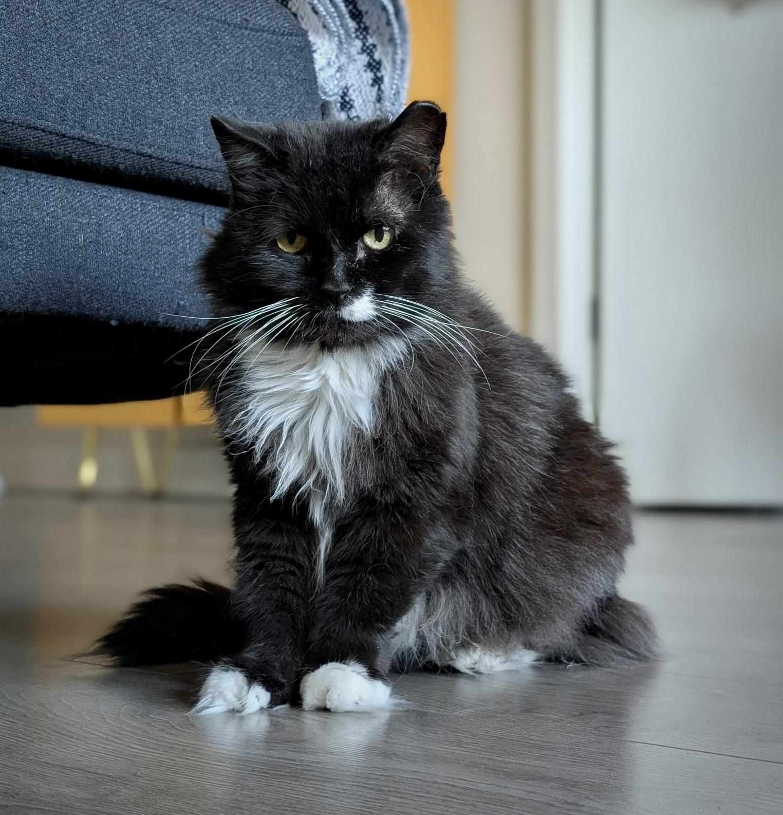 Rodney, ADOPTABLE, Adult Male Domestic Long Hair.