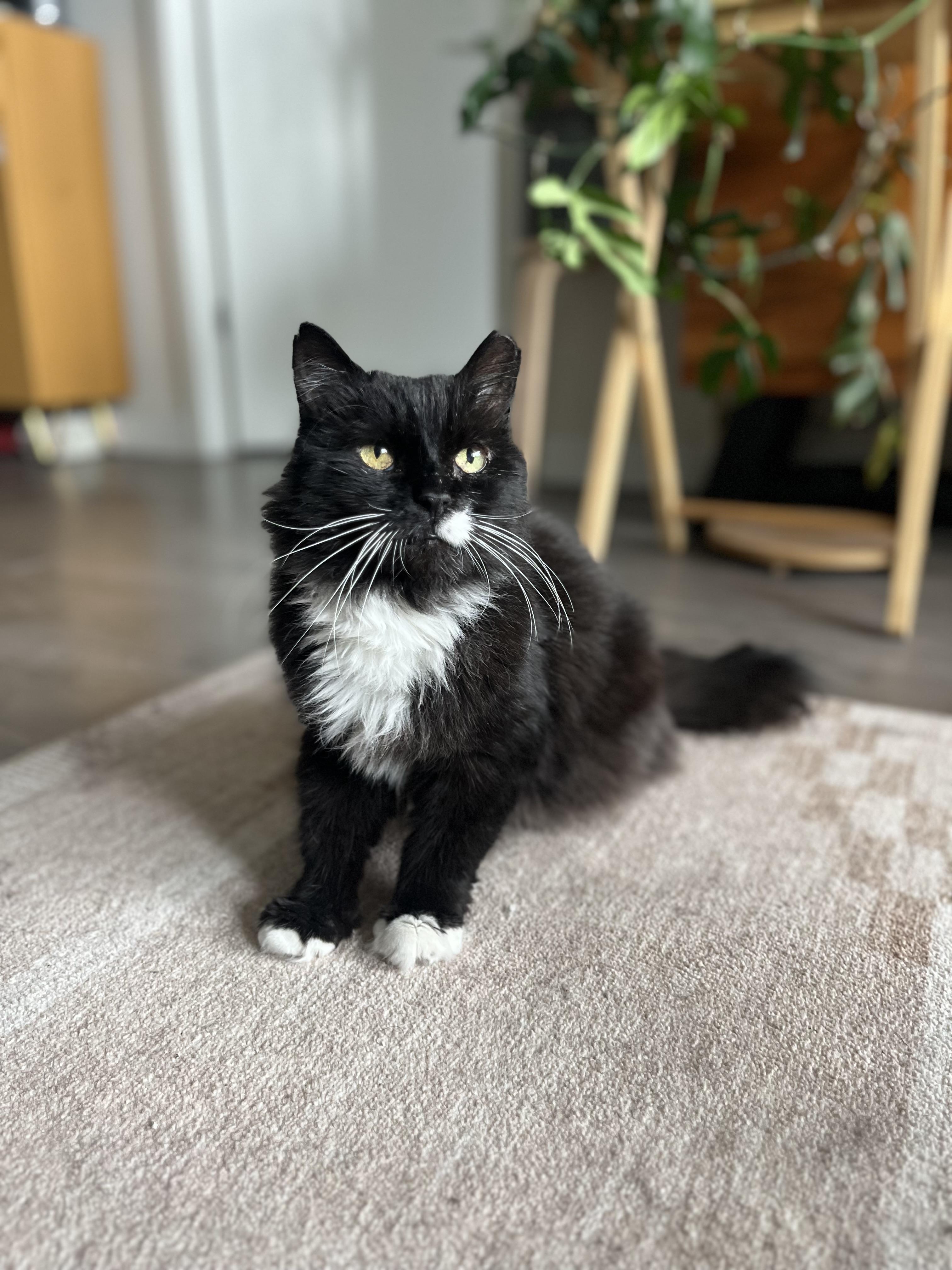Enlarge Rodney, a ADOPTABLE Domestic Long Hair in Toronto, ON image 5/6