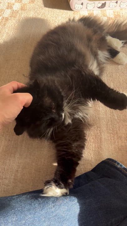 Enlarge Rodney, a ADOPTABLE Domestic Long Hair in Toronto, ON video 6/6