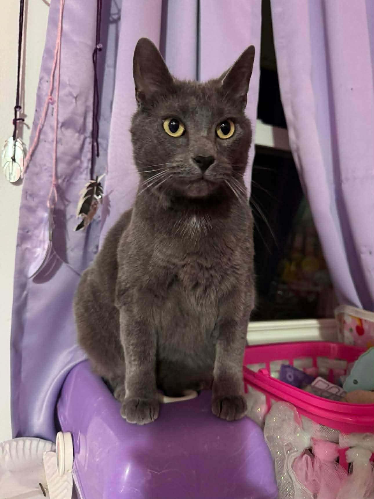 Claire, a Adoptable Domestic Short Hair in Campbellsville, KY image 1/4