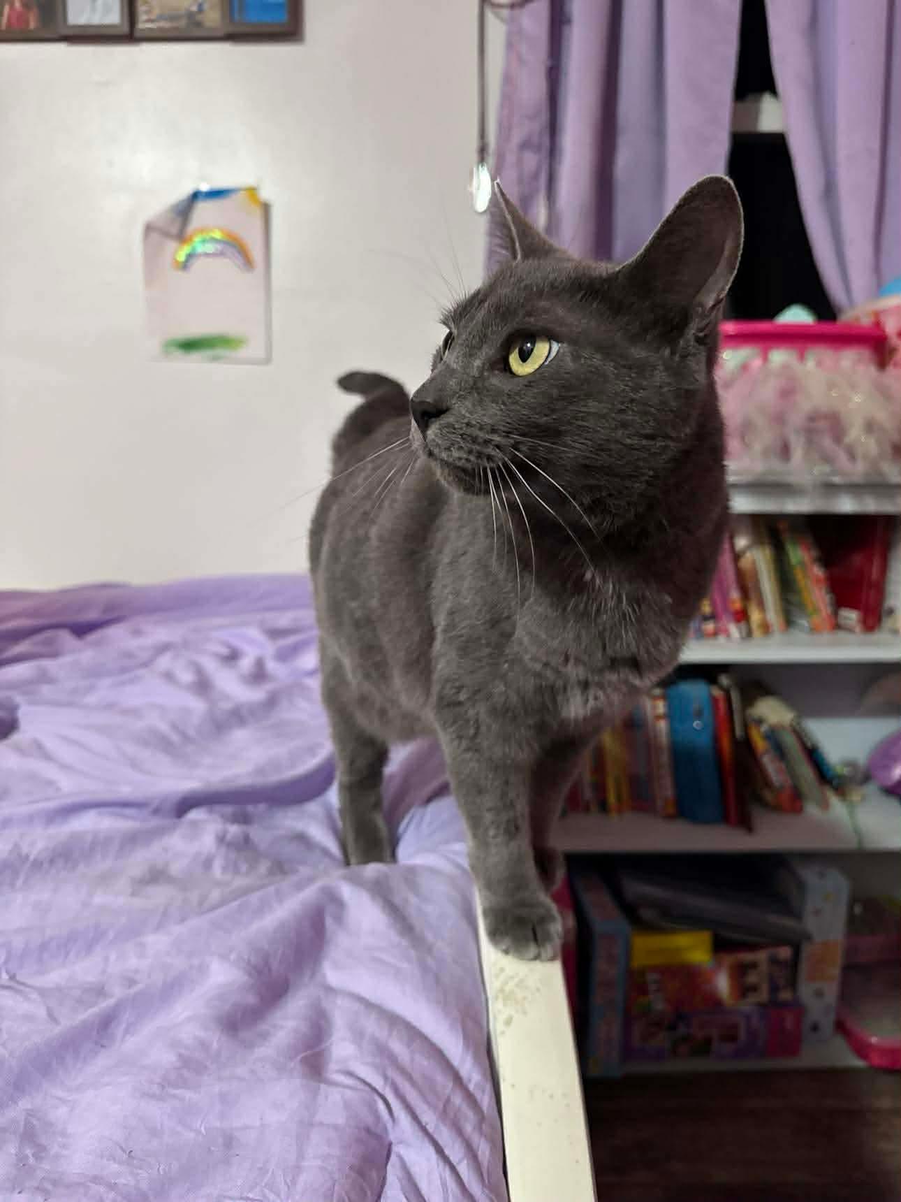 Claire, a Adoptable Domestic Short Hair in Campbellsville, KY image 3/4