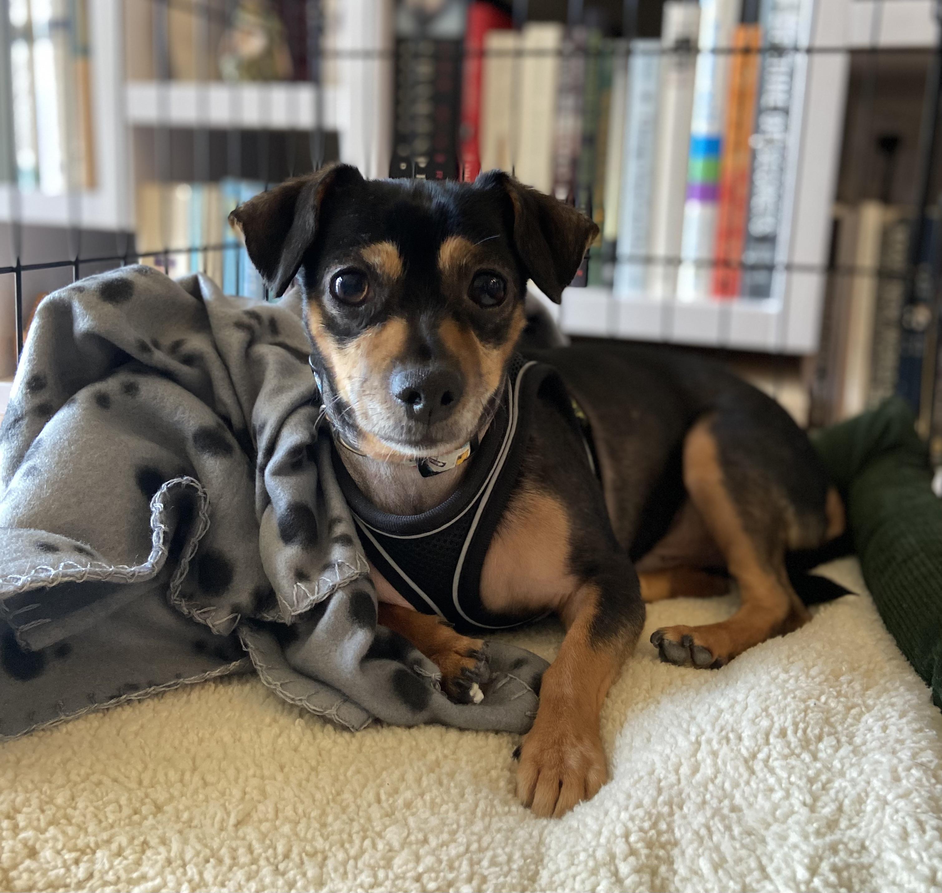 Rishi, Adult Male Dachshund