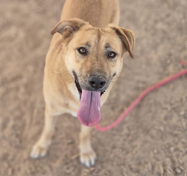 PEACHES, Adoptable, Young Female German Shepherd Dog & Mixed Breed.