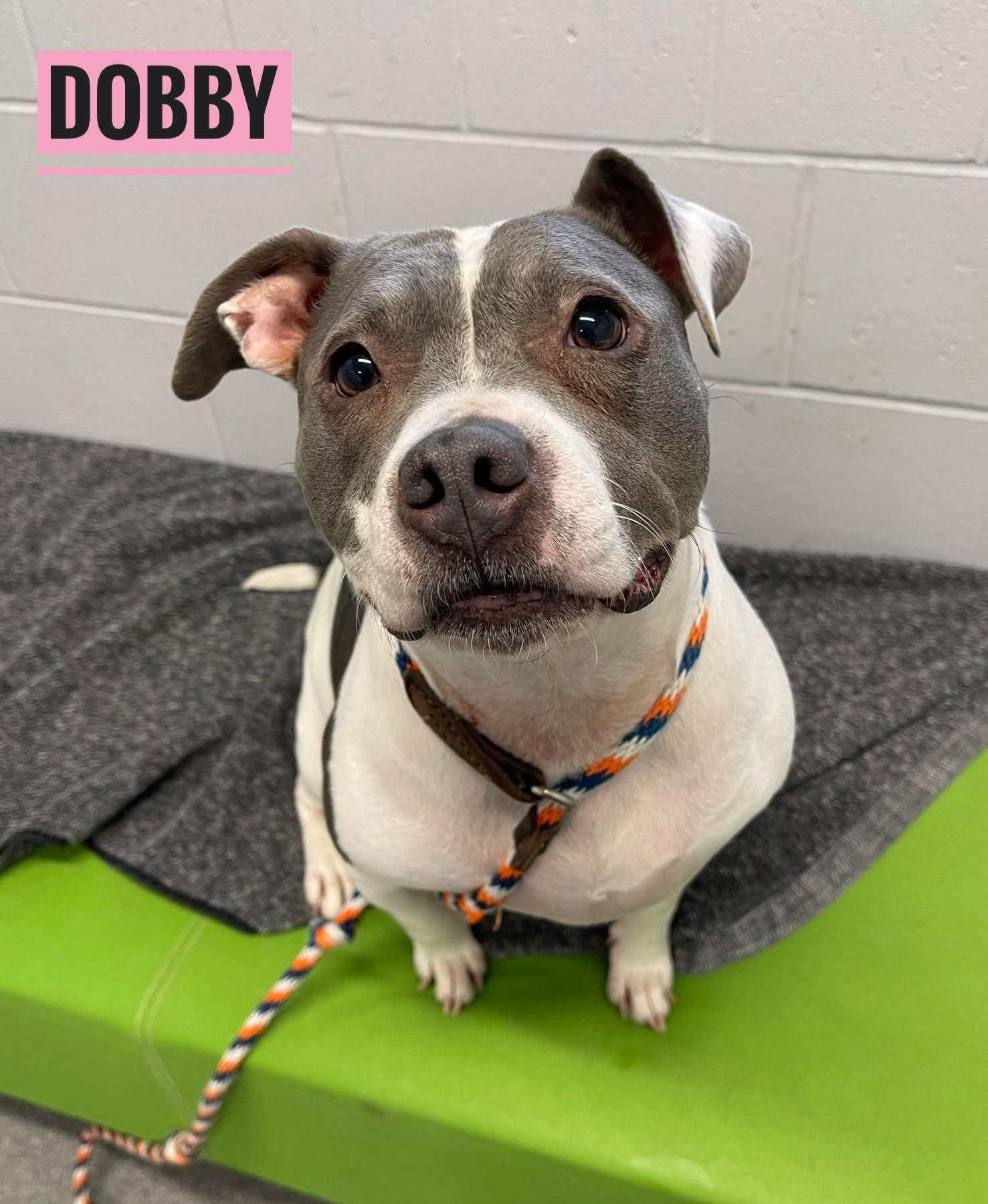 Enlarge Dobby, a ADOPTABLE Mixed Breed in Flint, MI image 1/1
