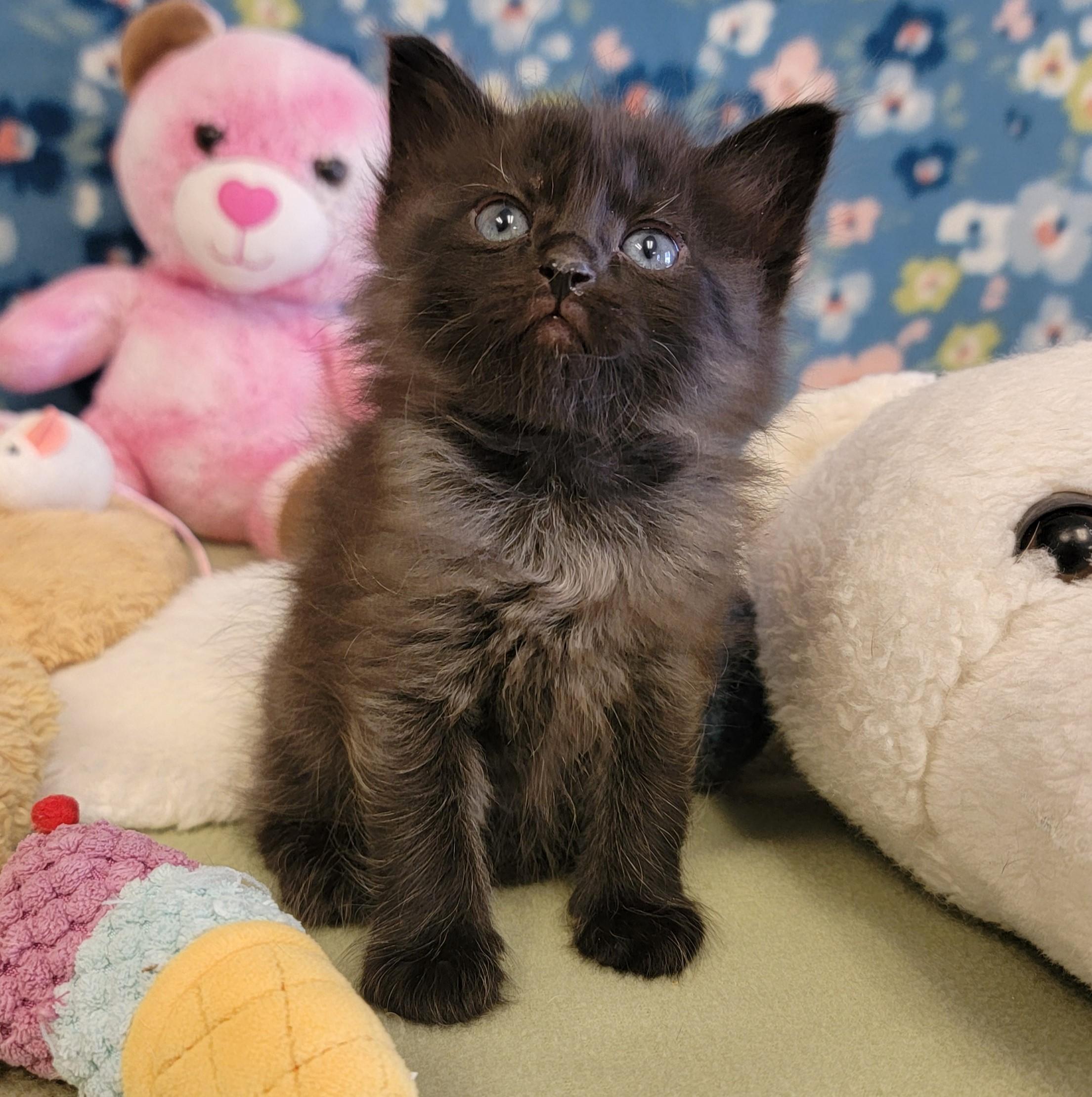 Enlarge Fizz, a ADOPTABLE mixed breed in ALPINE, TX image 3/6