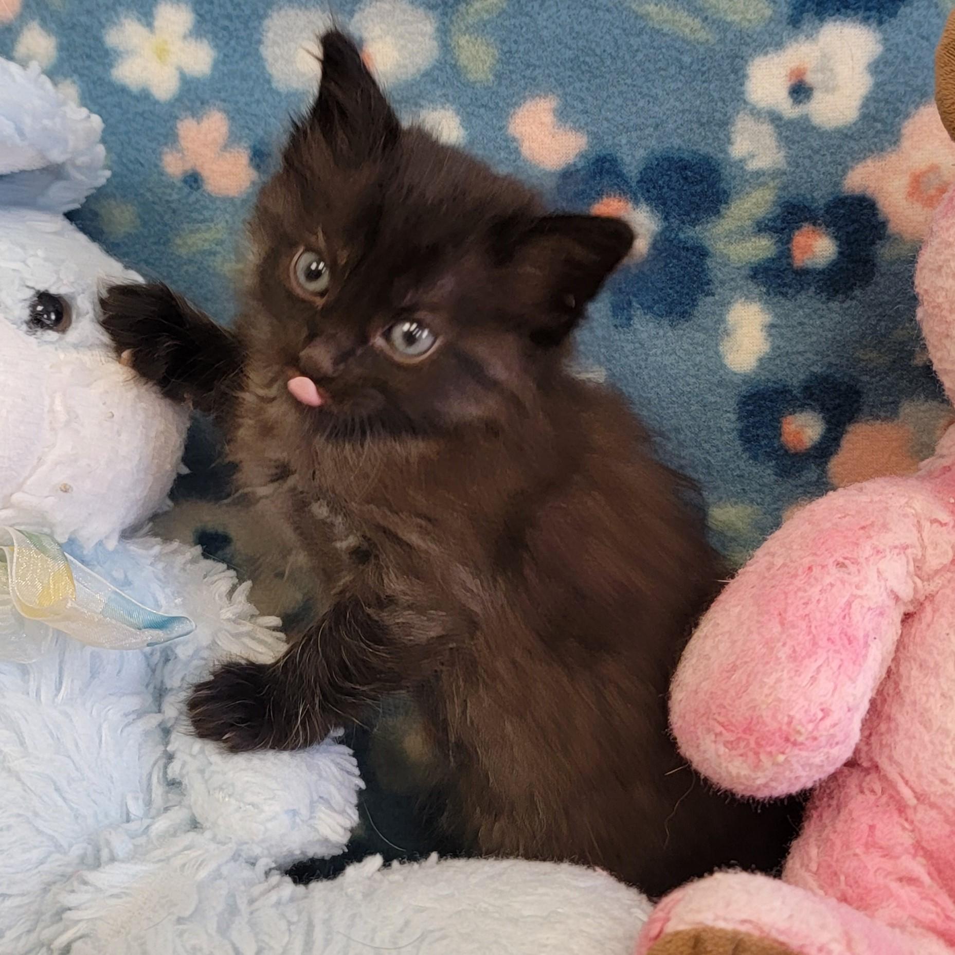 Enlarge Fizz, a ADOPTABLE mixed breed in ALPINE, TX image 4/6