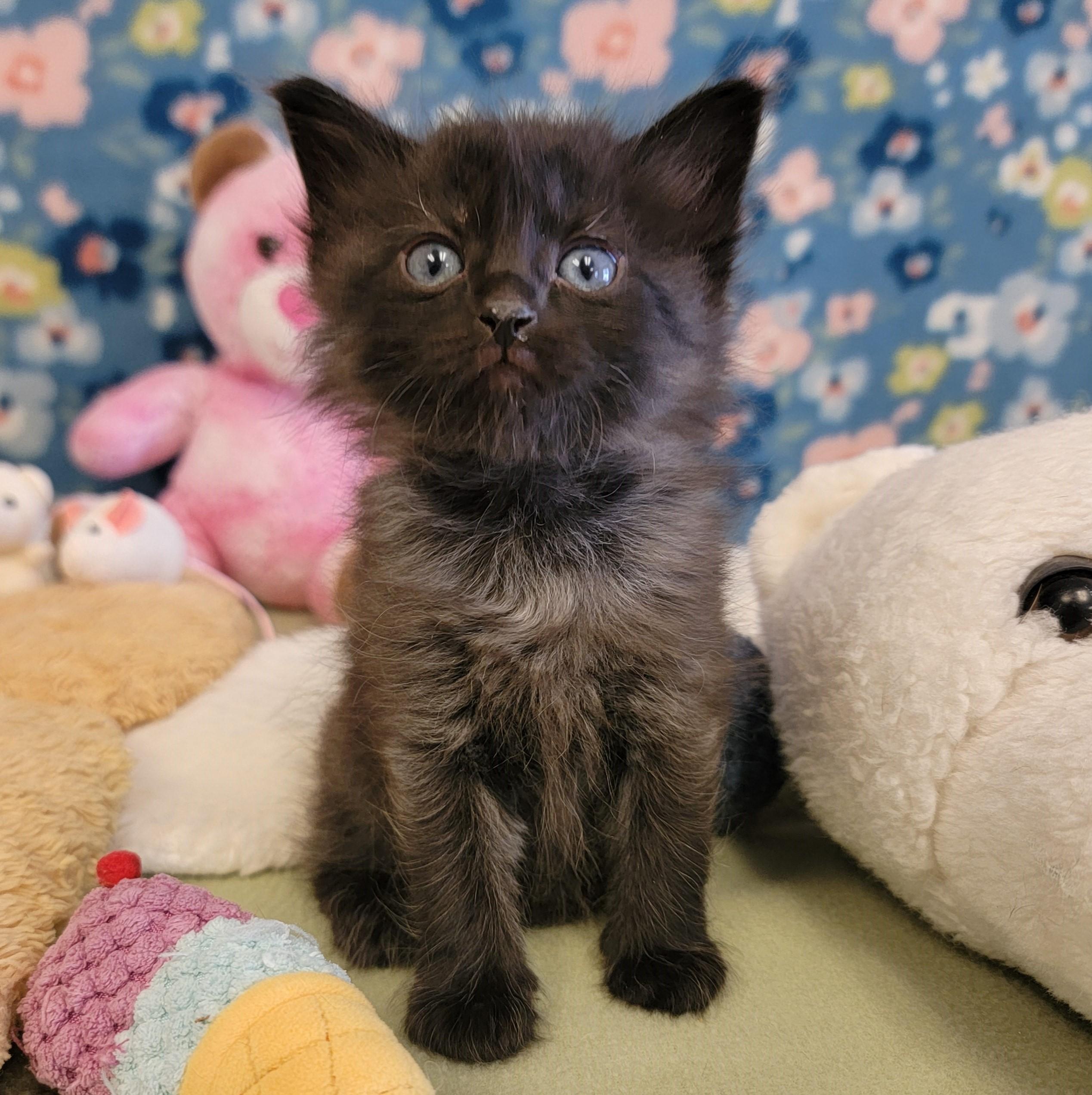 Enlarge Fizz, a ADOPTABLE mixed breed in ALPINE, TX image 2/6