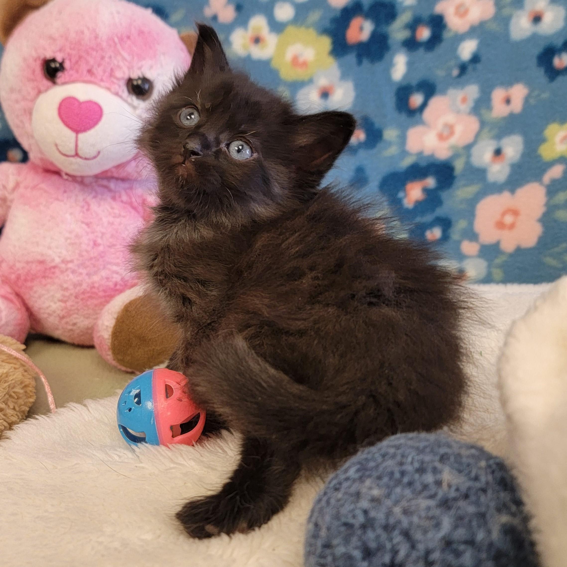 Enlarge Fizz, a ADOPTABLE mixed breed in ALPINE, TX image 5/6