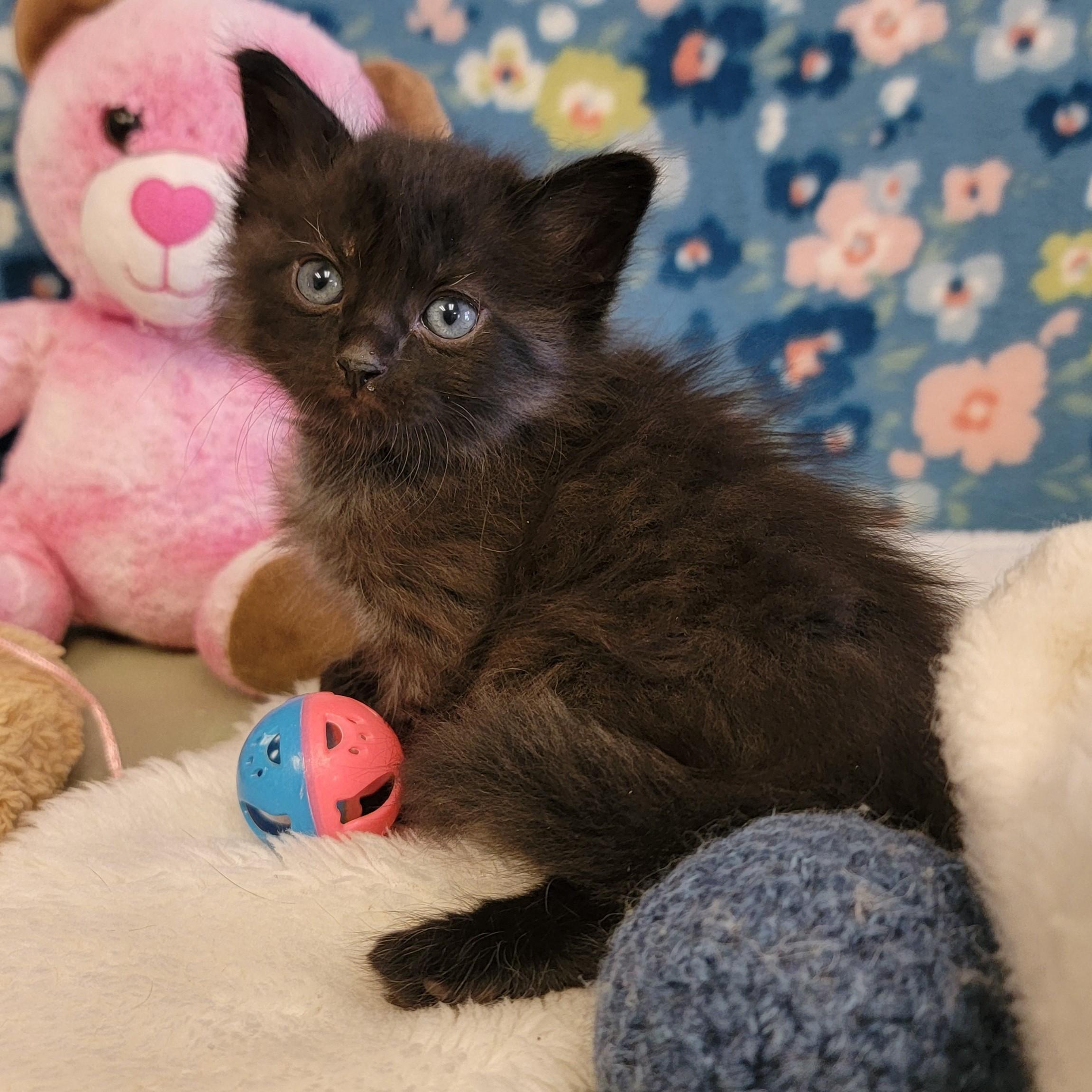 Enlarge Fizz, a ADOPTABLE mixed breed in ALPINE, TX image 6/6