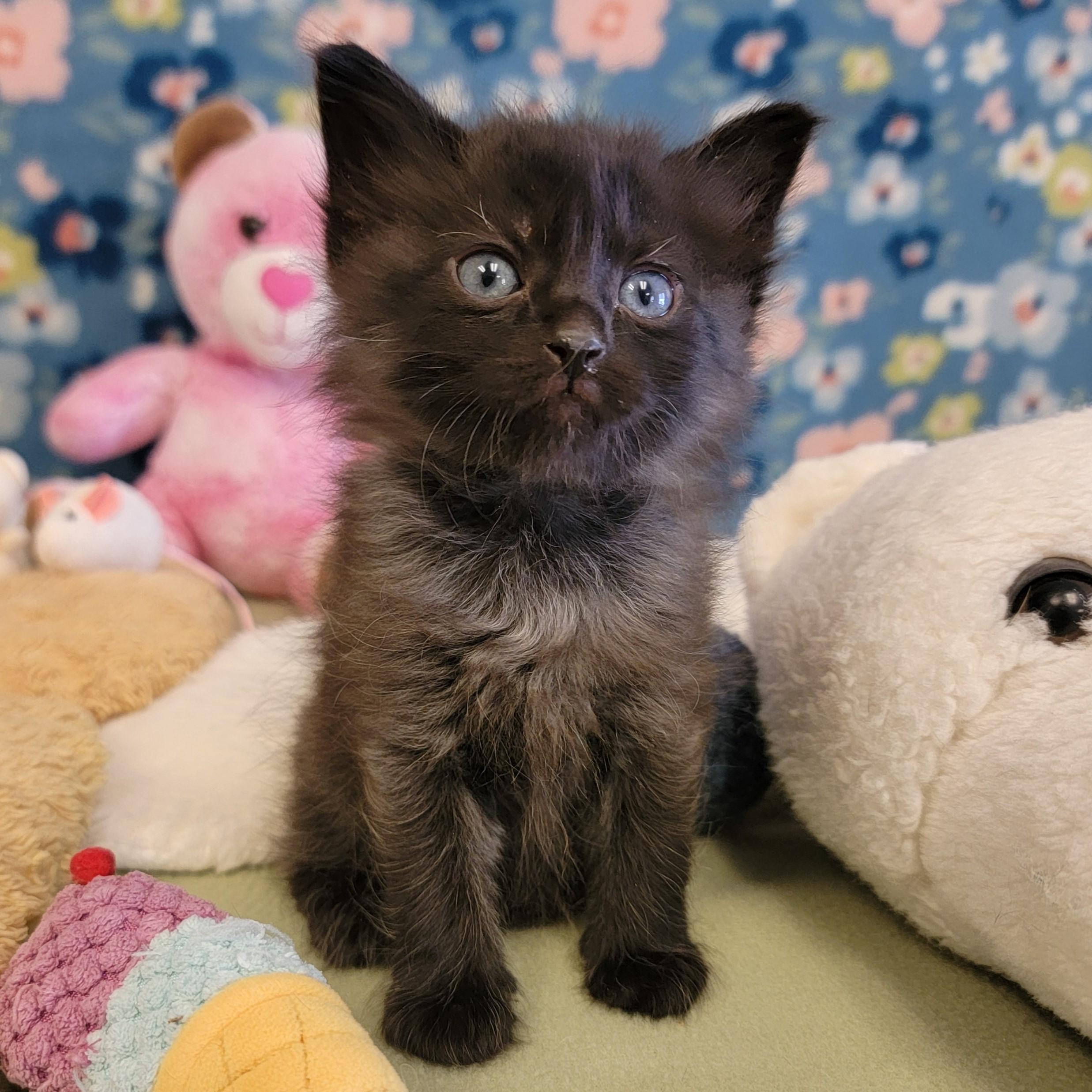 Enlarge Fizz, a ADOPTABLE mixed breed in ALPINE, TX image 1/6