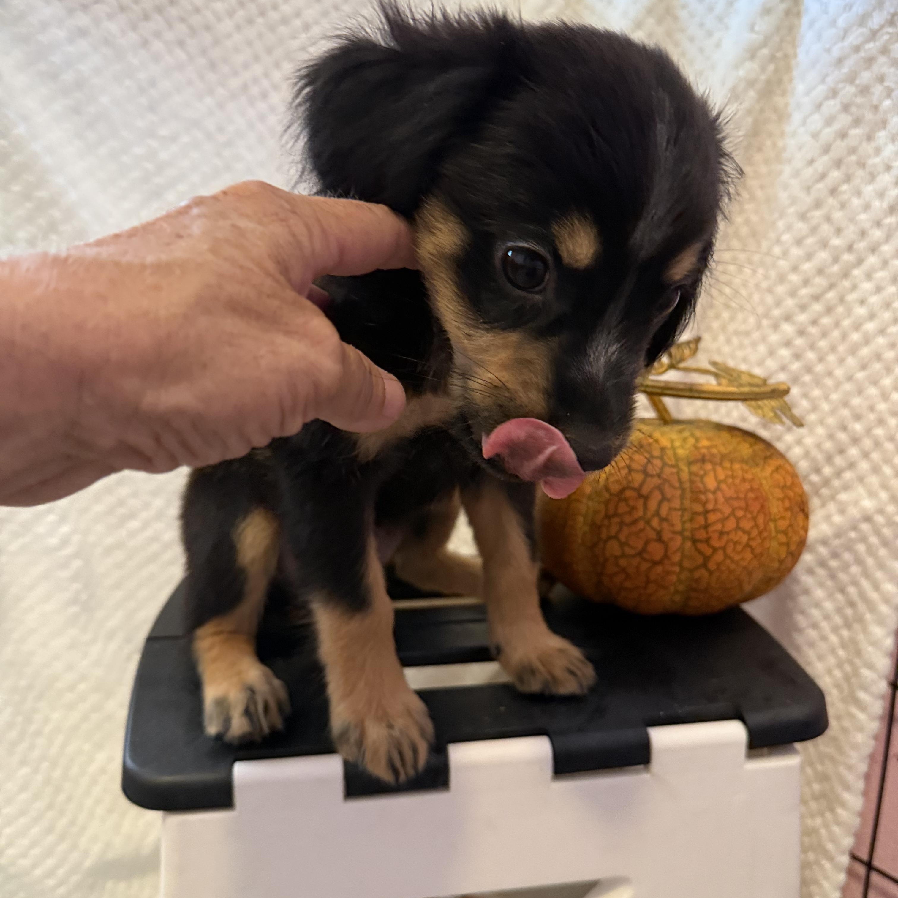 Cinder, Adoptable, Puppy Female Mixed Breed.