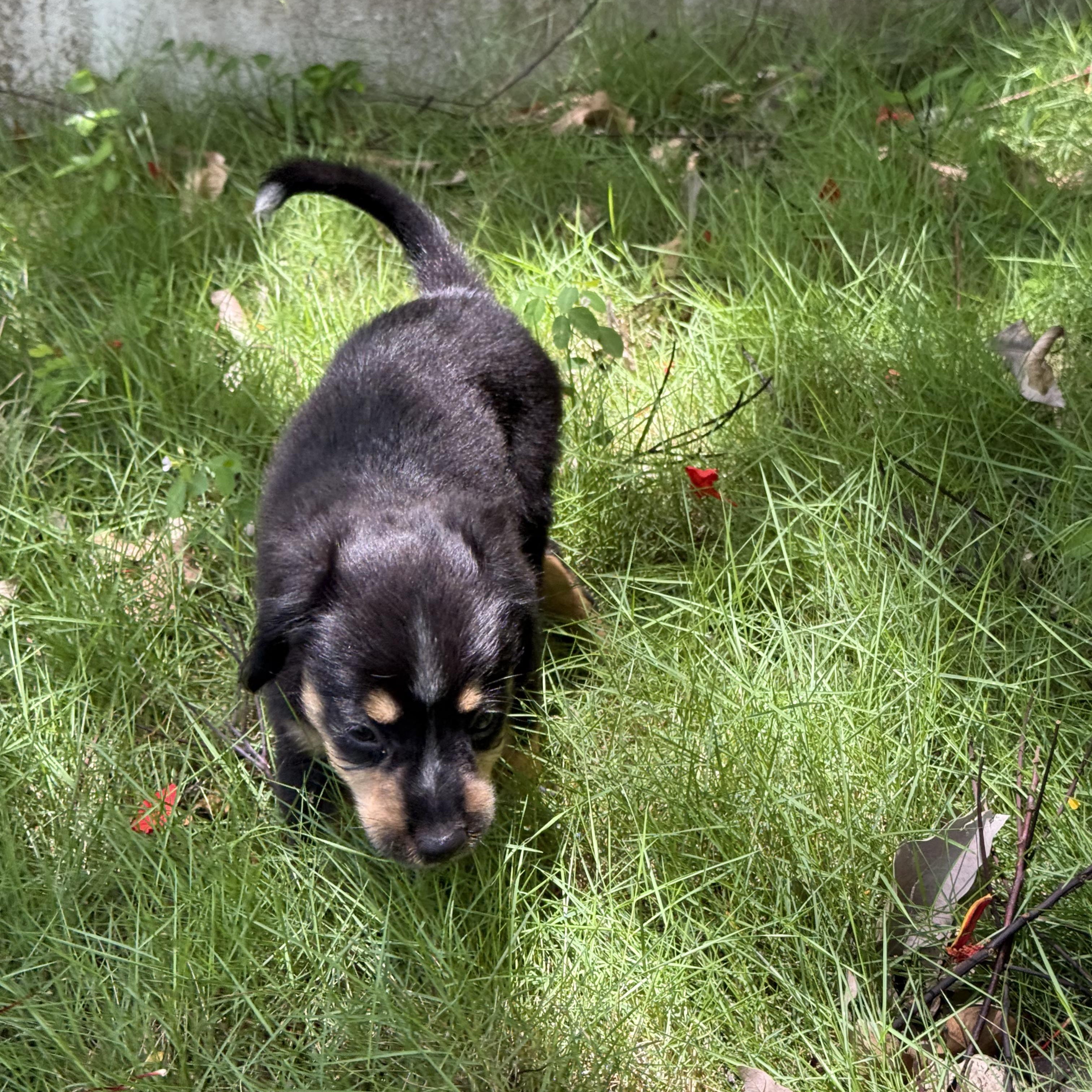 Enlarge Cinder, a Adoptable Mixed Breed in West Nyack, NY image 6/6