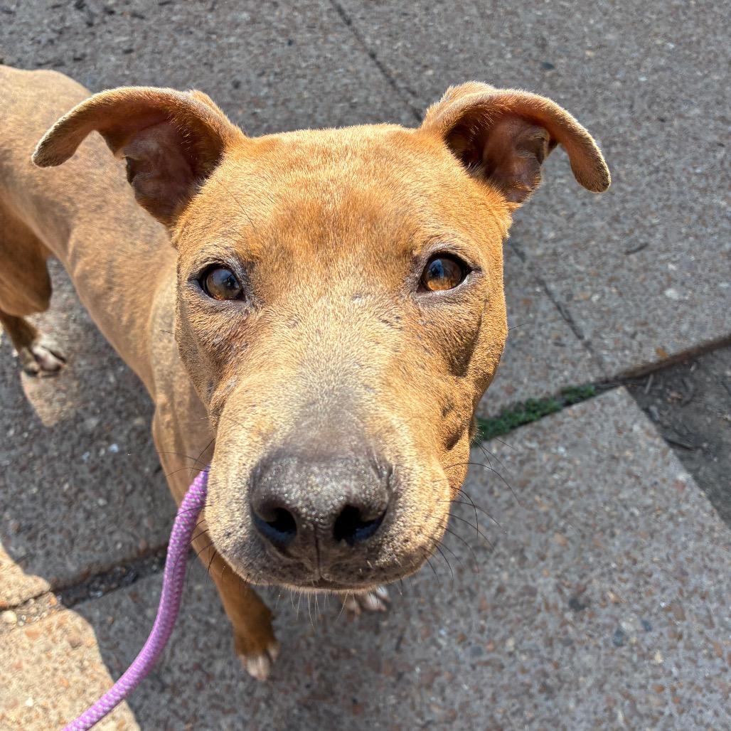 Billy Ray Cyrus, a Adoptable mixed breed in St. Louis, MO image 1/6