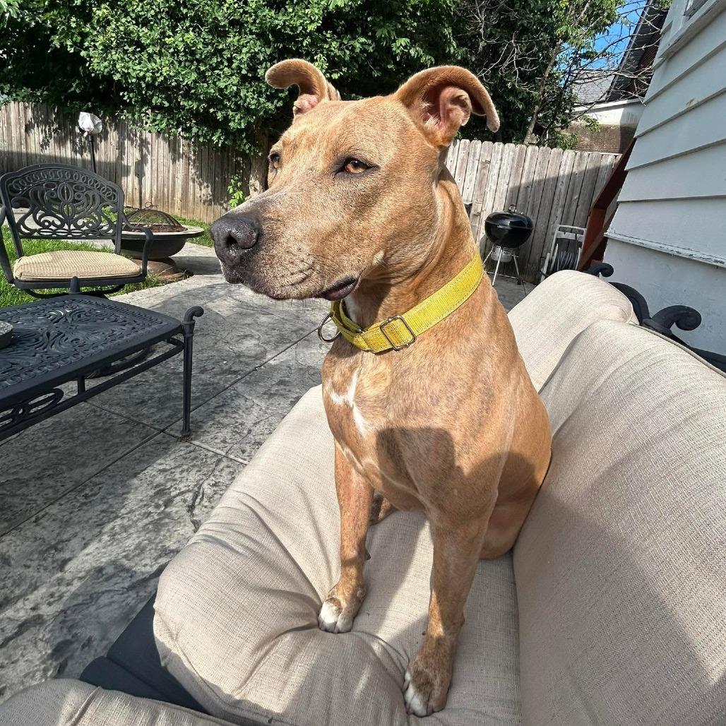 Billy Ray Cyrus, a Adoptable mixed breed in St. Louis, MO image 2/6