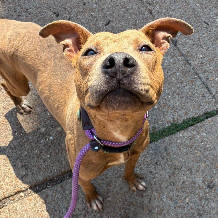 Billy Ray Cyrus, a Adoptable mixed breed in St. Louis, MO image 3/6