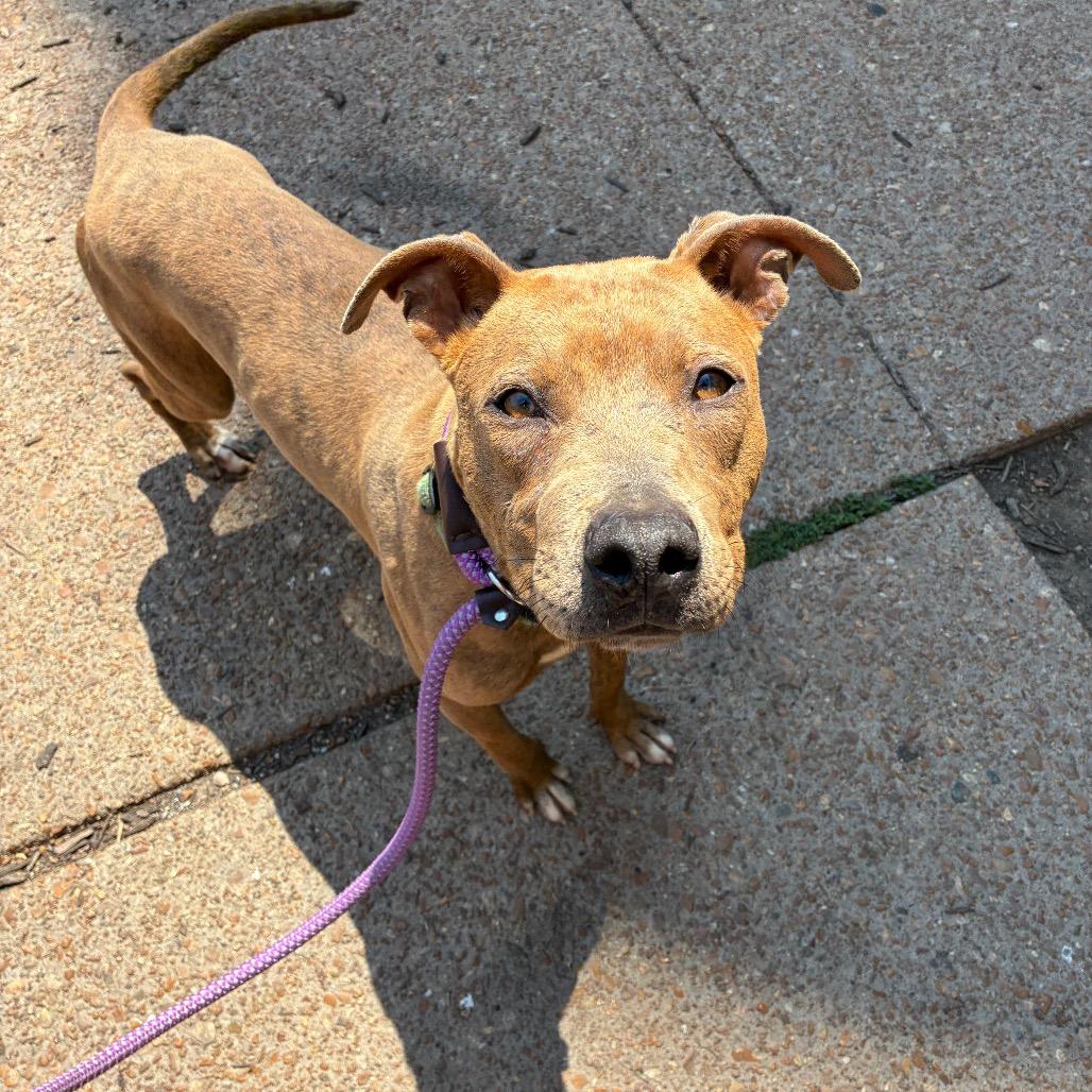 Billy Ray Cyrus, a Adoptable mixed breed in St. Louis, MO image 4/6